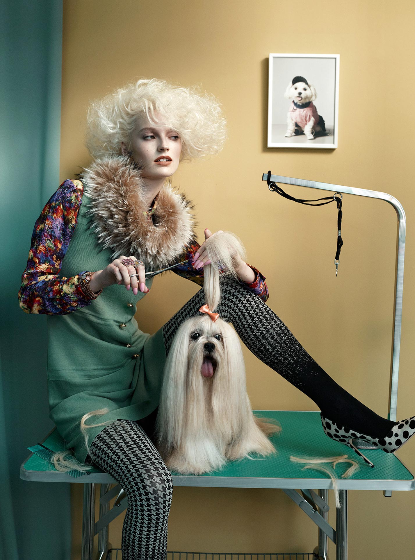 1427x1927, 383 Kb / собака, бантик, поводок, портрет, волосатость, стрижка, ножницы, украшение