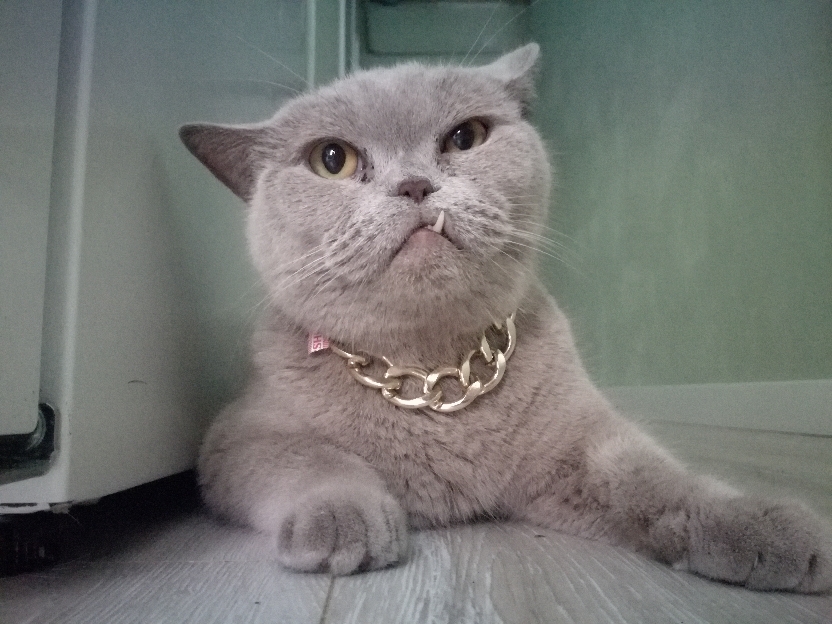 832x624, 348 Kb / Кот, цепь, зуб, из личного, Кекс