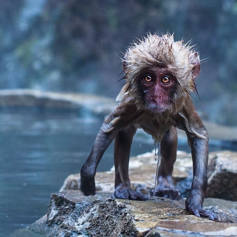 827x827, 82 Kb / обезьяна, вода, макака