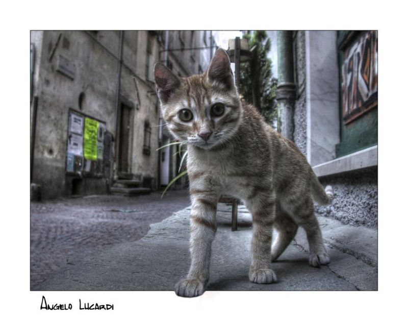 800x629, 65 Kb / кот, открытка