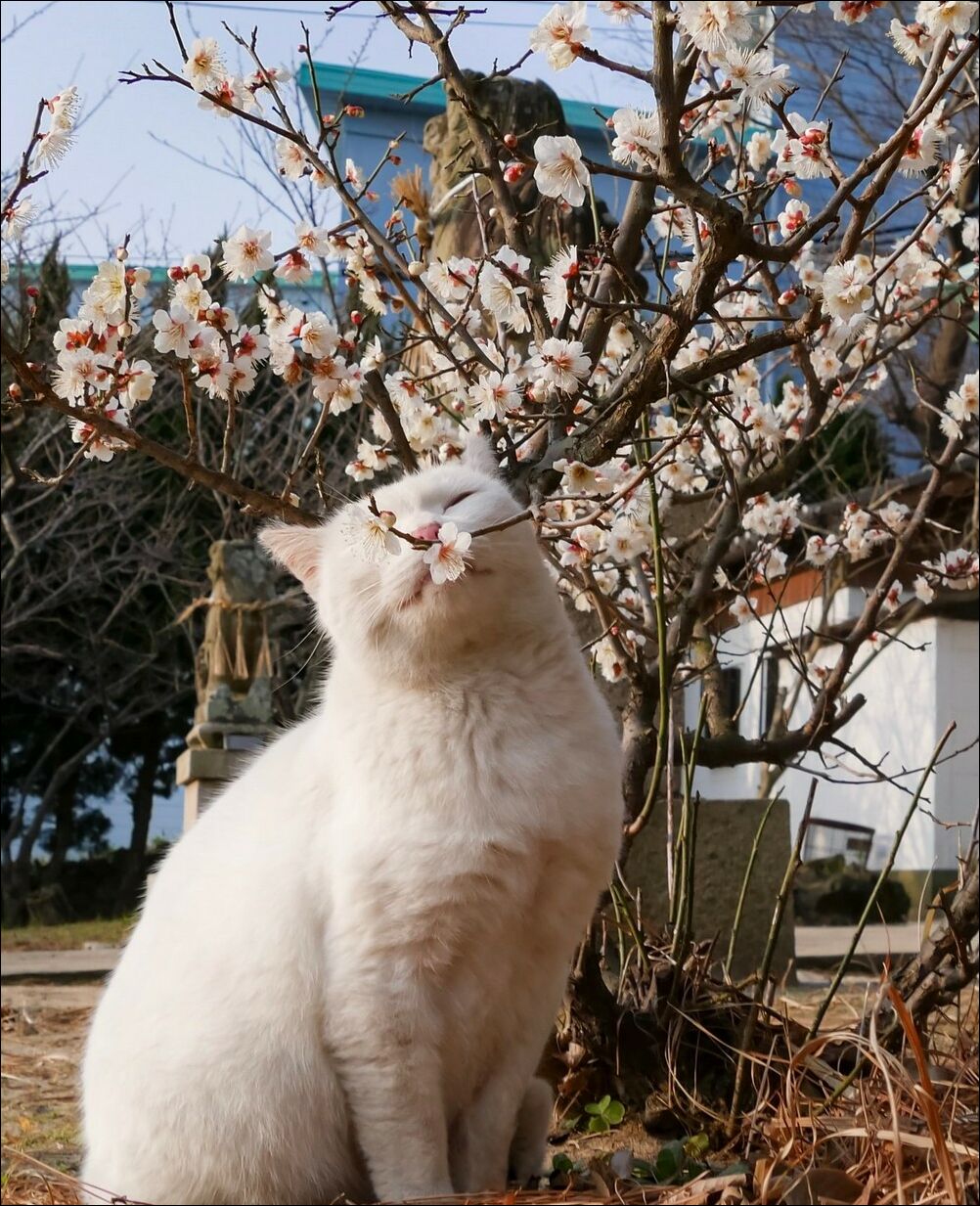 1002x1233, 255 Kb / Кошка, дерево, цветы, весна