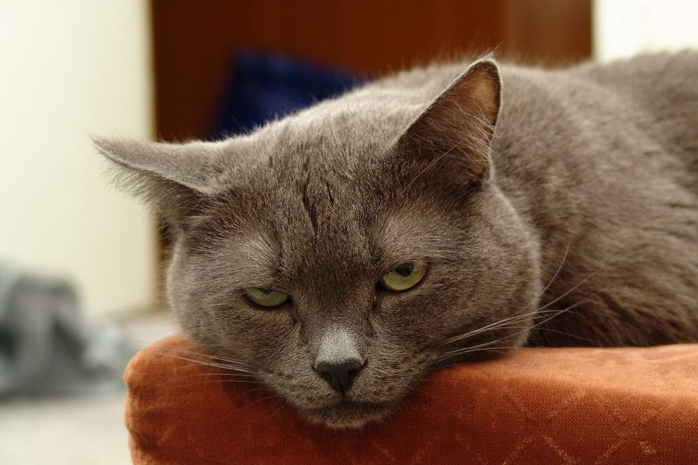 1000x667, 127 Kb / Кот