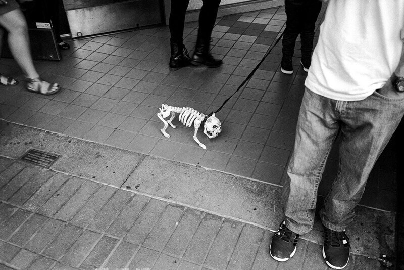 800x534, 129 Kb / собака, скелет, поводок, ч/б