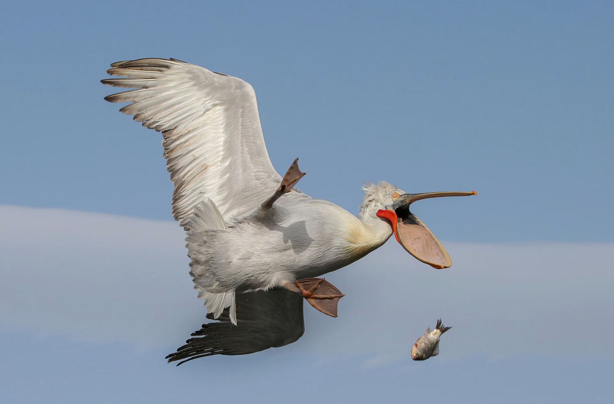 1998x1317, 135 Kb / пеликан, рыба, полёт