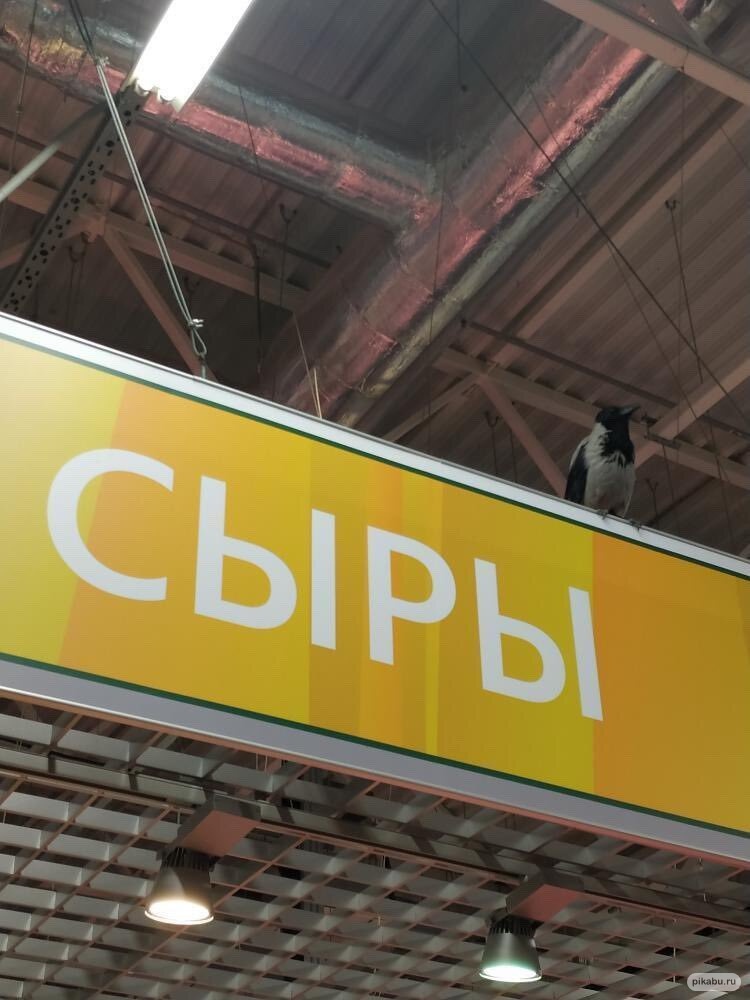 750x1000, 155 Kb / сыр, ворона