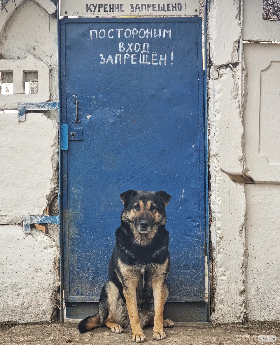960x1183, 579 Kb / собака, дверь, калитка, забор, курение запрещено, вход