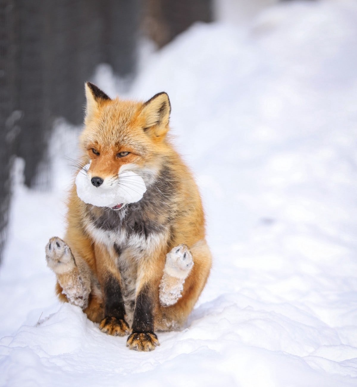 1200x1302, 235 Kb / лиса, снег