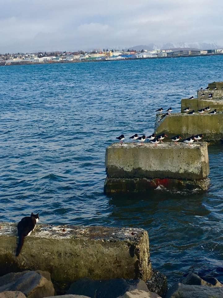 720x960, 113 Kb / кот, кошка, пирс, море, птица, чайка