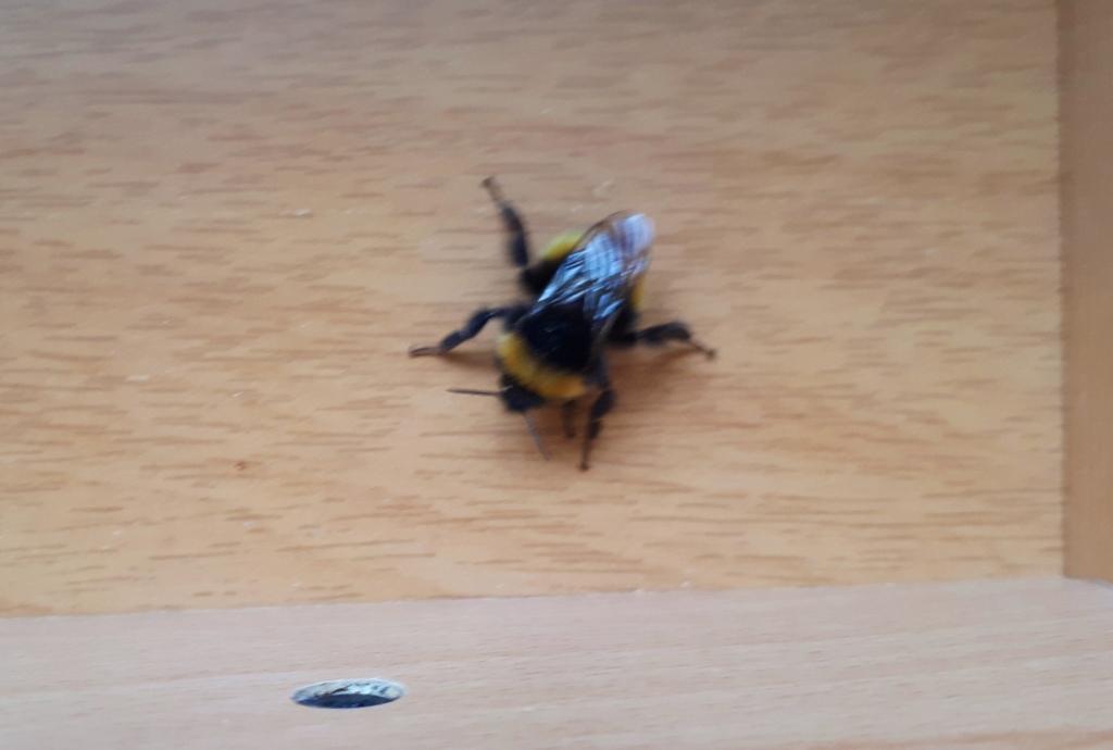 1024x690, 49 Kb / шмель,лапки,коробка,