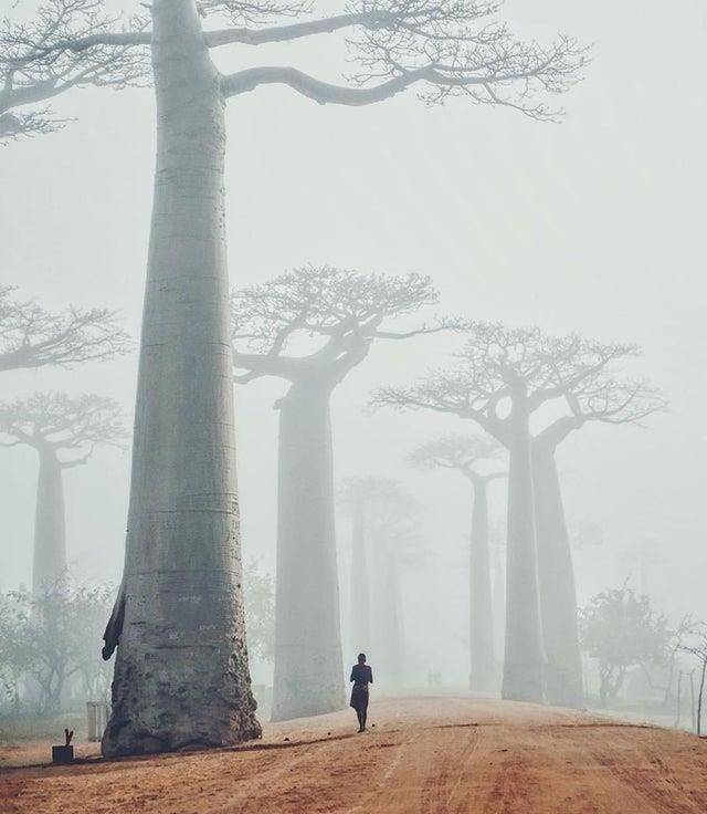 640x736, 46 Kb / деревья, баобабы, человек