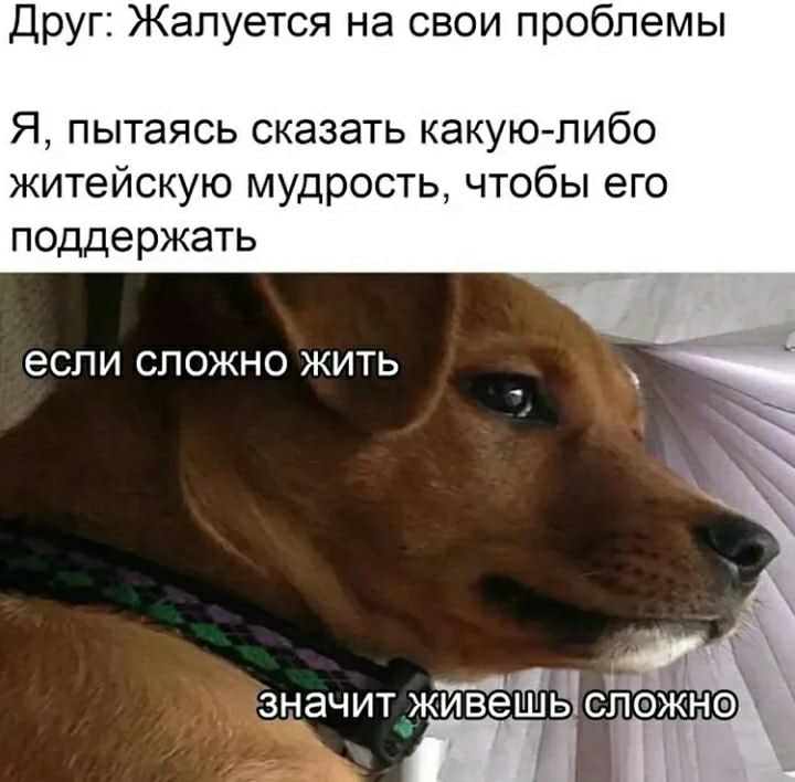 720x708, 69 Kb / друг, проблемы, собака, логика