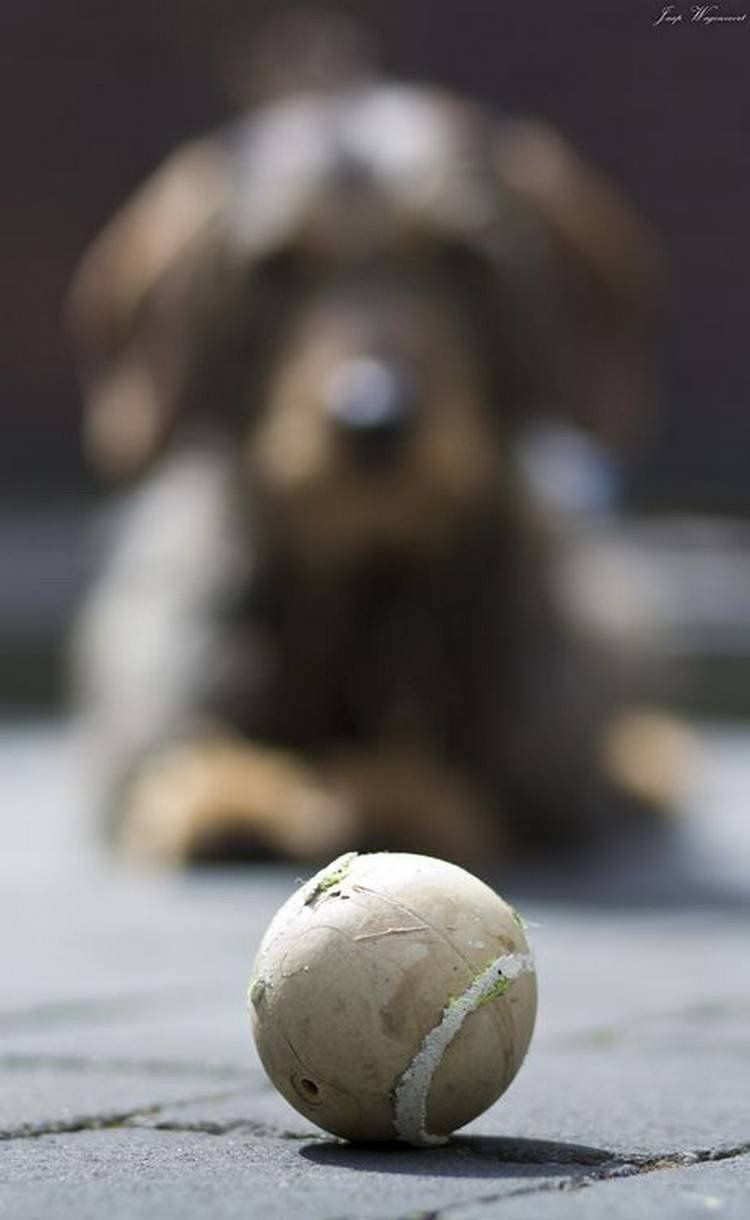 750x1220, 47 Kb / мяч, собака