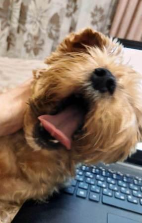 286x448, 17 Kb / пёс, нос, пасть, язык, клавиатура