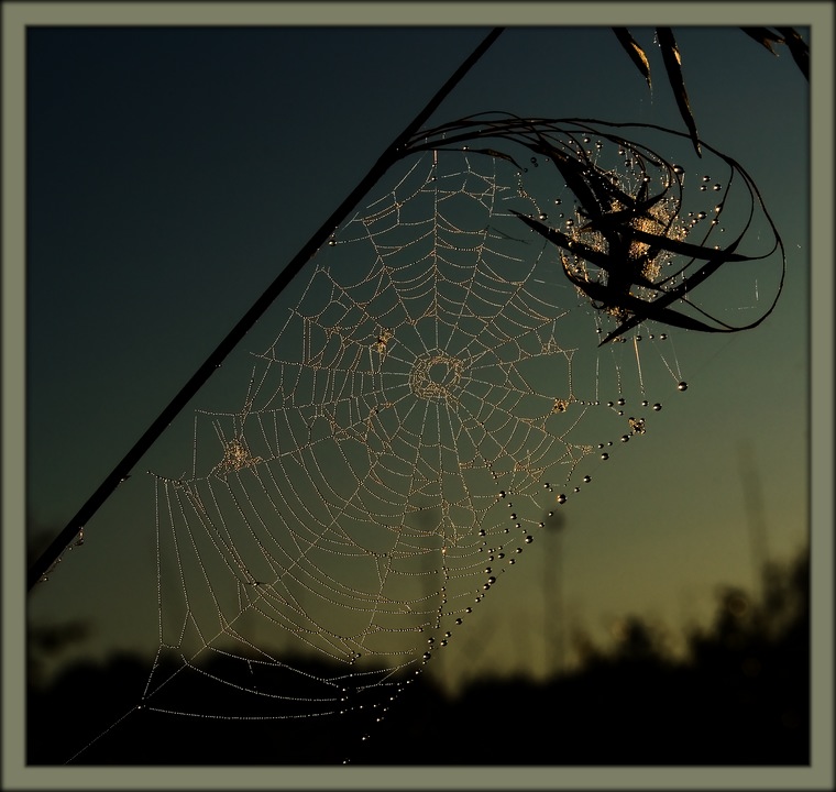 760x720, 114 Kb / Паутина