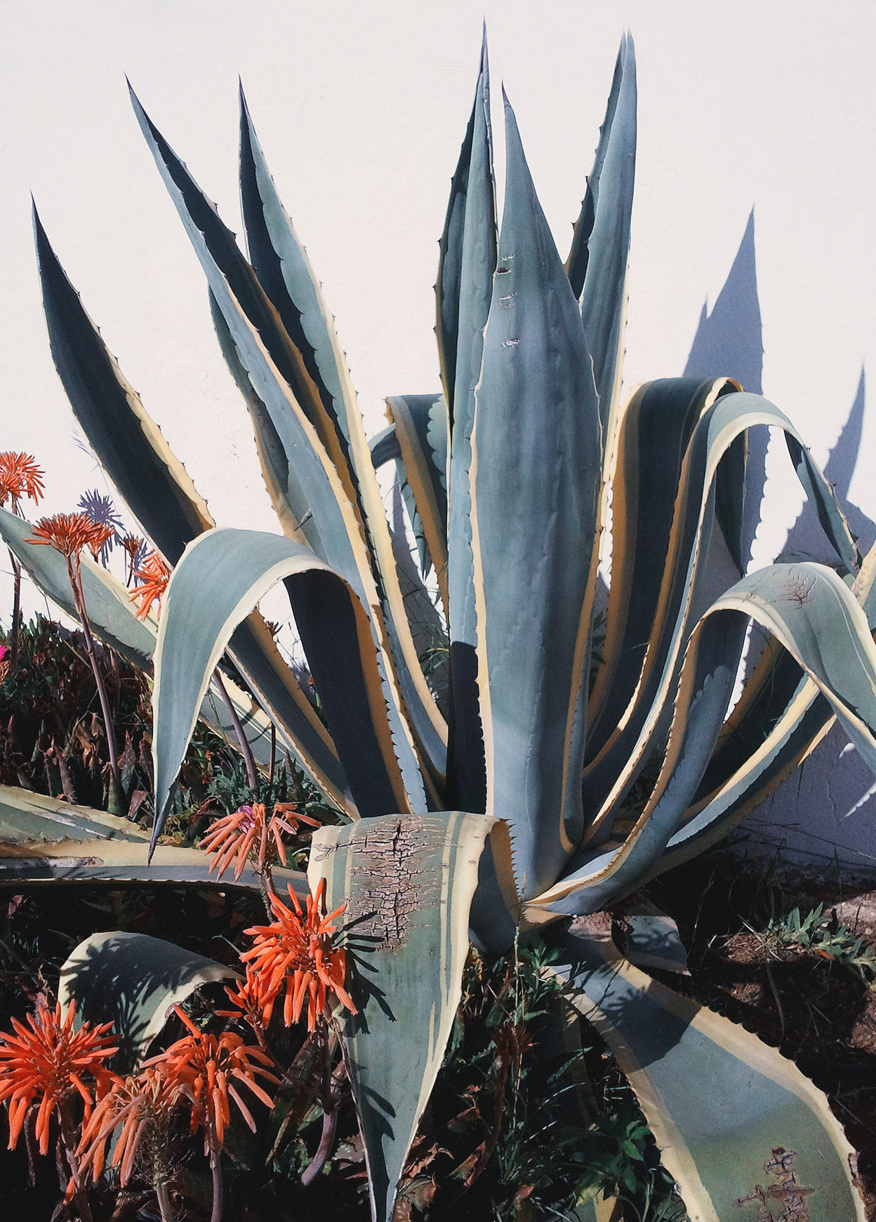 1248x1742, 436 Kb / цветы, кактус