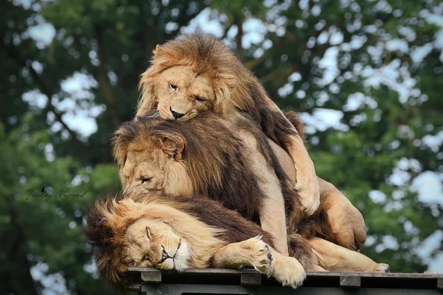 640x427, 87 Kb / лев, трое