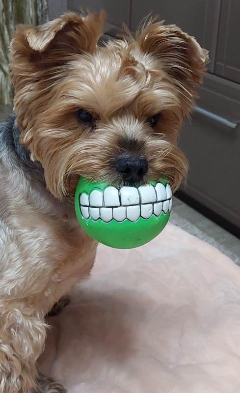 489x800, 46 Kb / собаказавр,игрушка