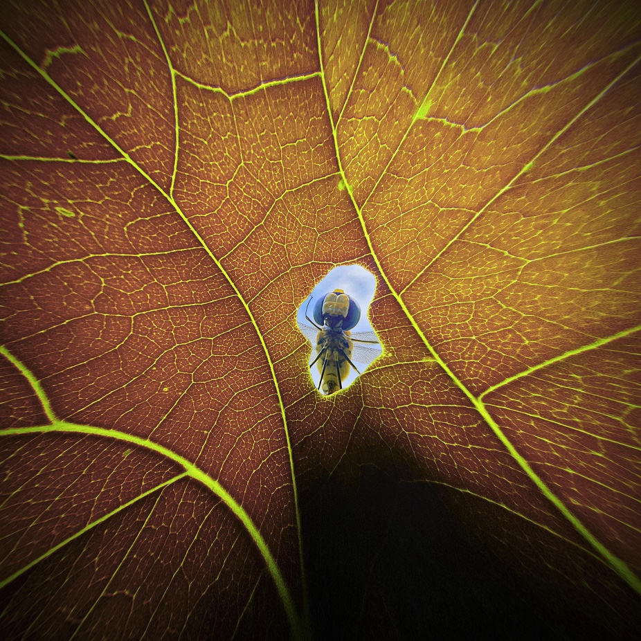 926x926, 551 Kb / листик, отверстие, стрекоза