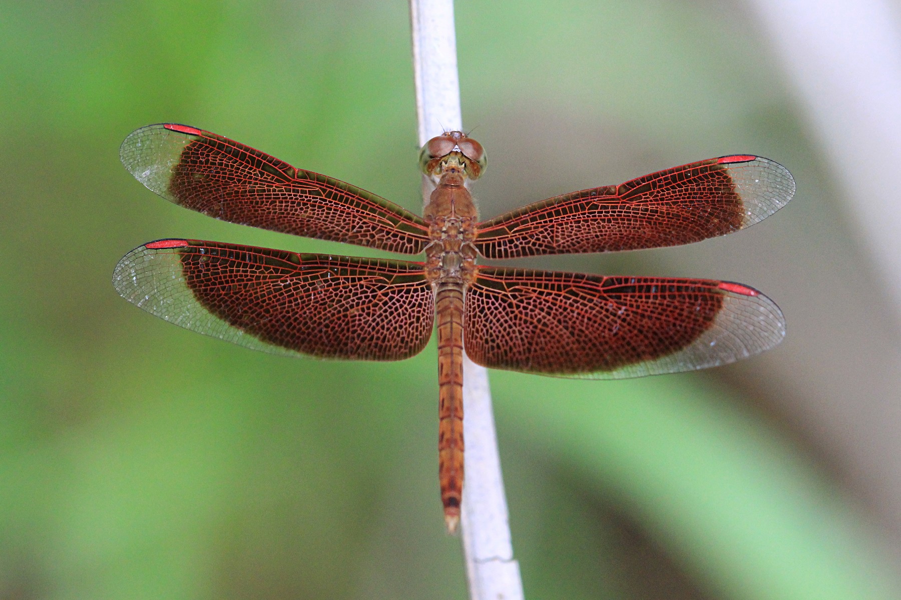 1800x1200, 434 Kb / стрекоза, крылья