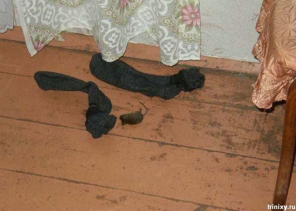 600x428, 45 Kb / мышеловка, холокост, газенваген, мышь, носки