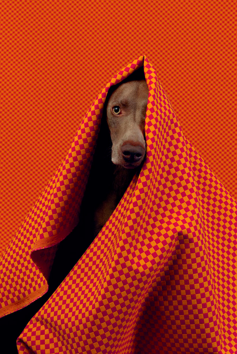 1000x1492, 618 Kb / собака, клетка, доберман