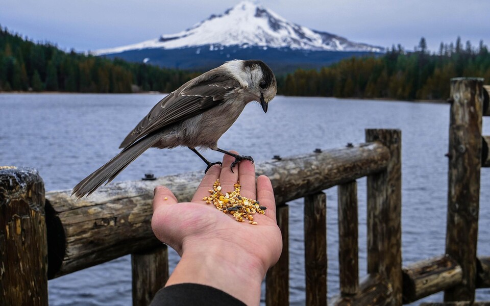 960x600, 117 Kb / птица, рука, зерно, корм, воды, лес, перила, гора