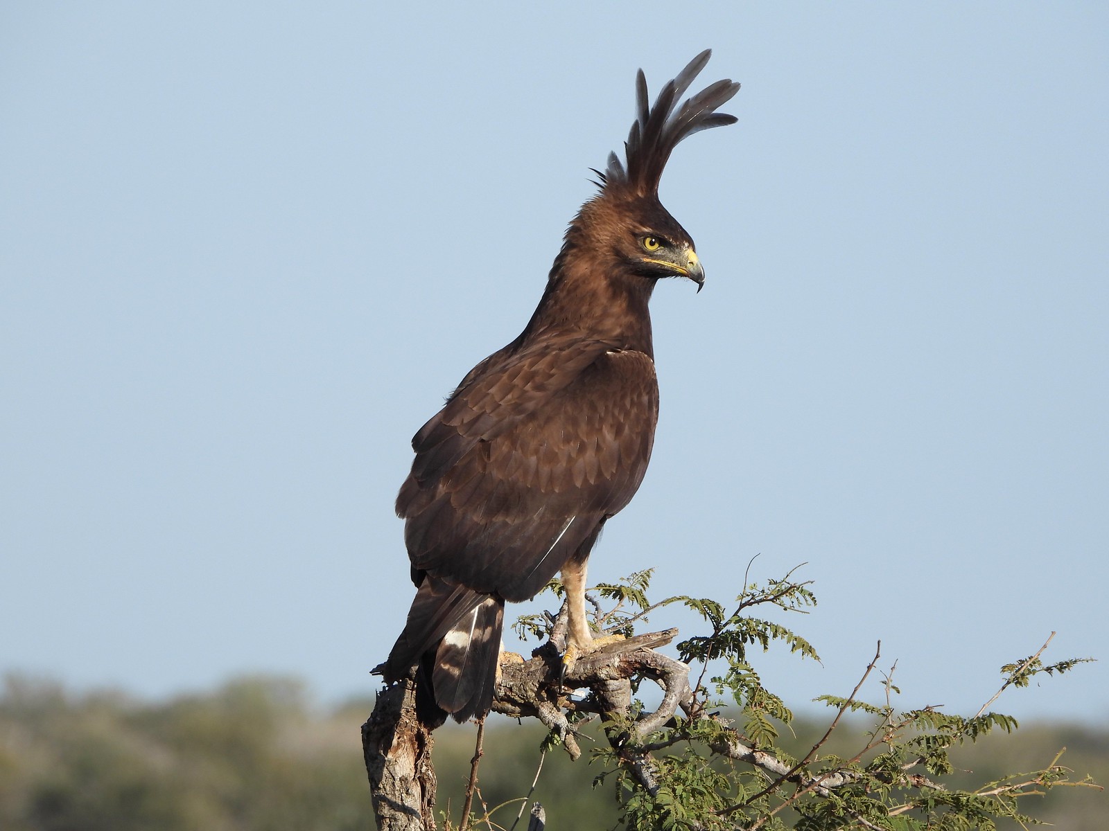 1600x1200, 255 Kb / орел