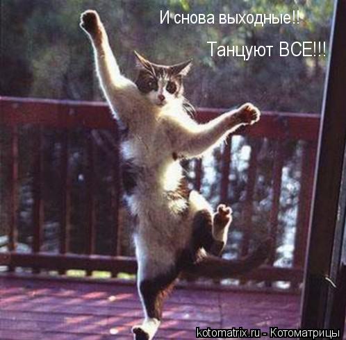 498x490, 38 Kb / кот, стекло