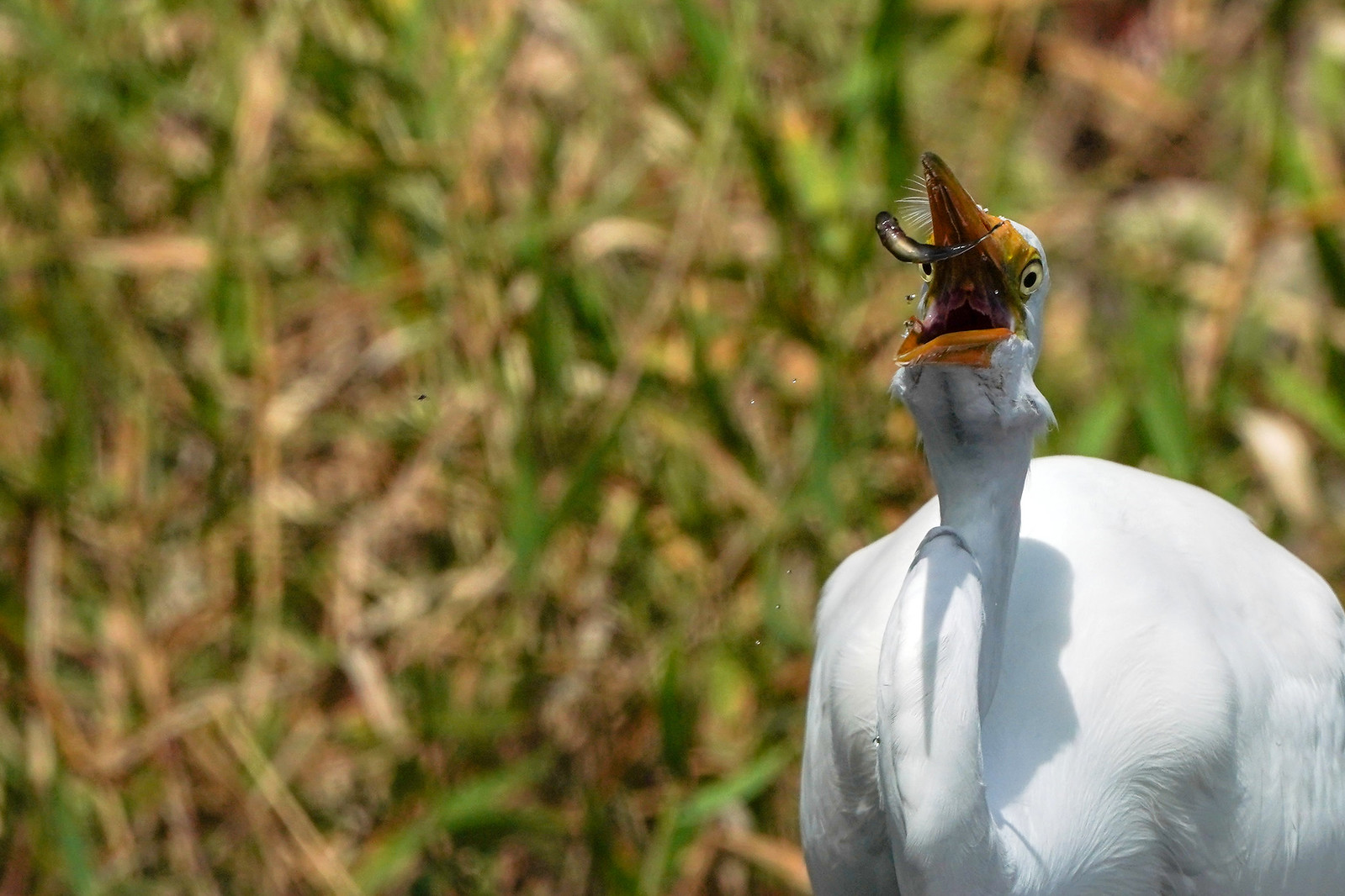 1599x1066, 372 Kb / цапля, рыба, охота, еда