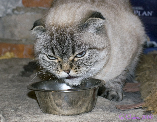 641x500, 129 Kb / кот, злой