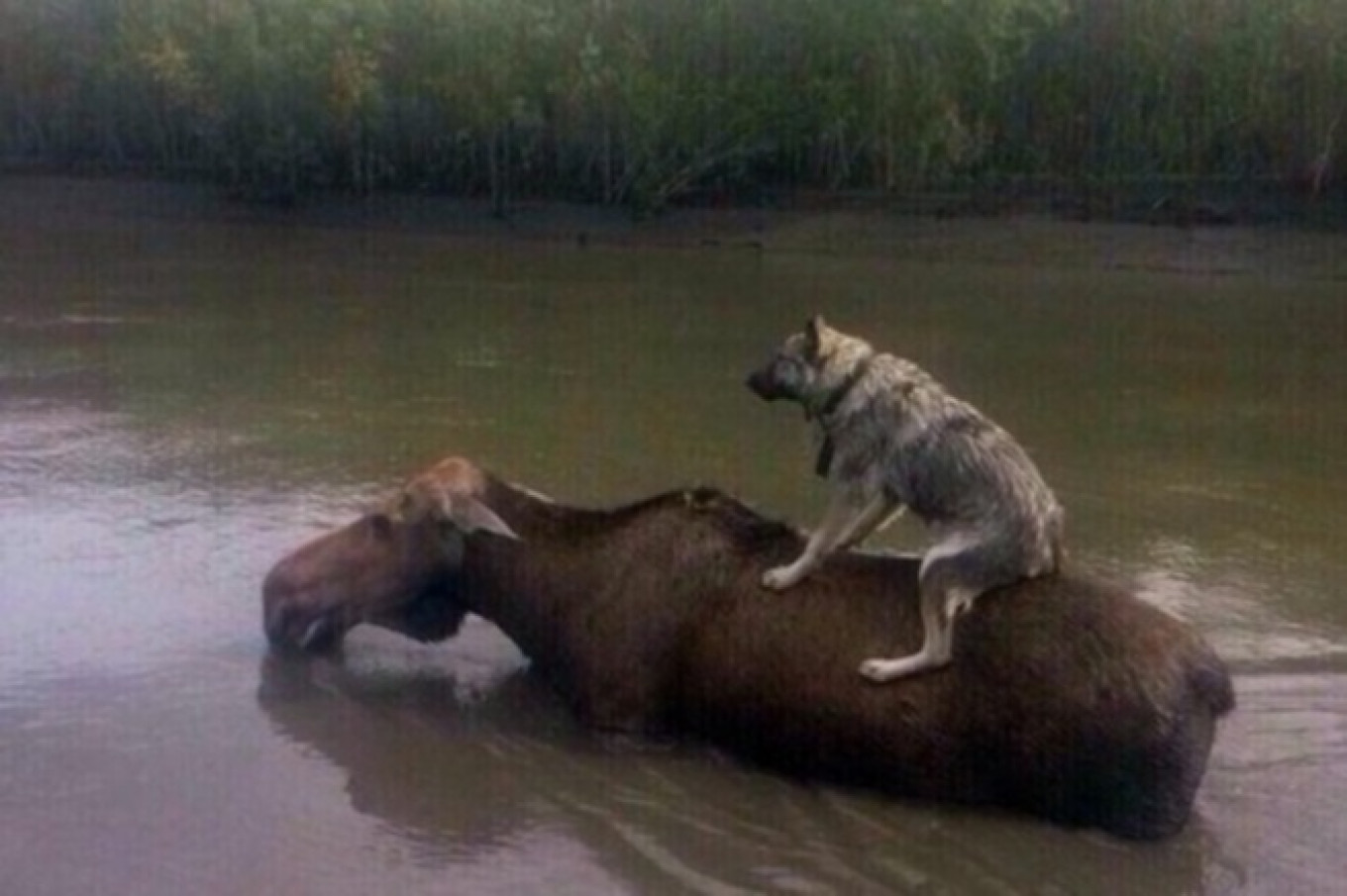 1360x905, 151 Kb / лось, собака, река