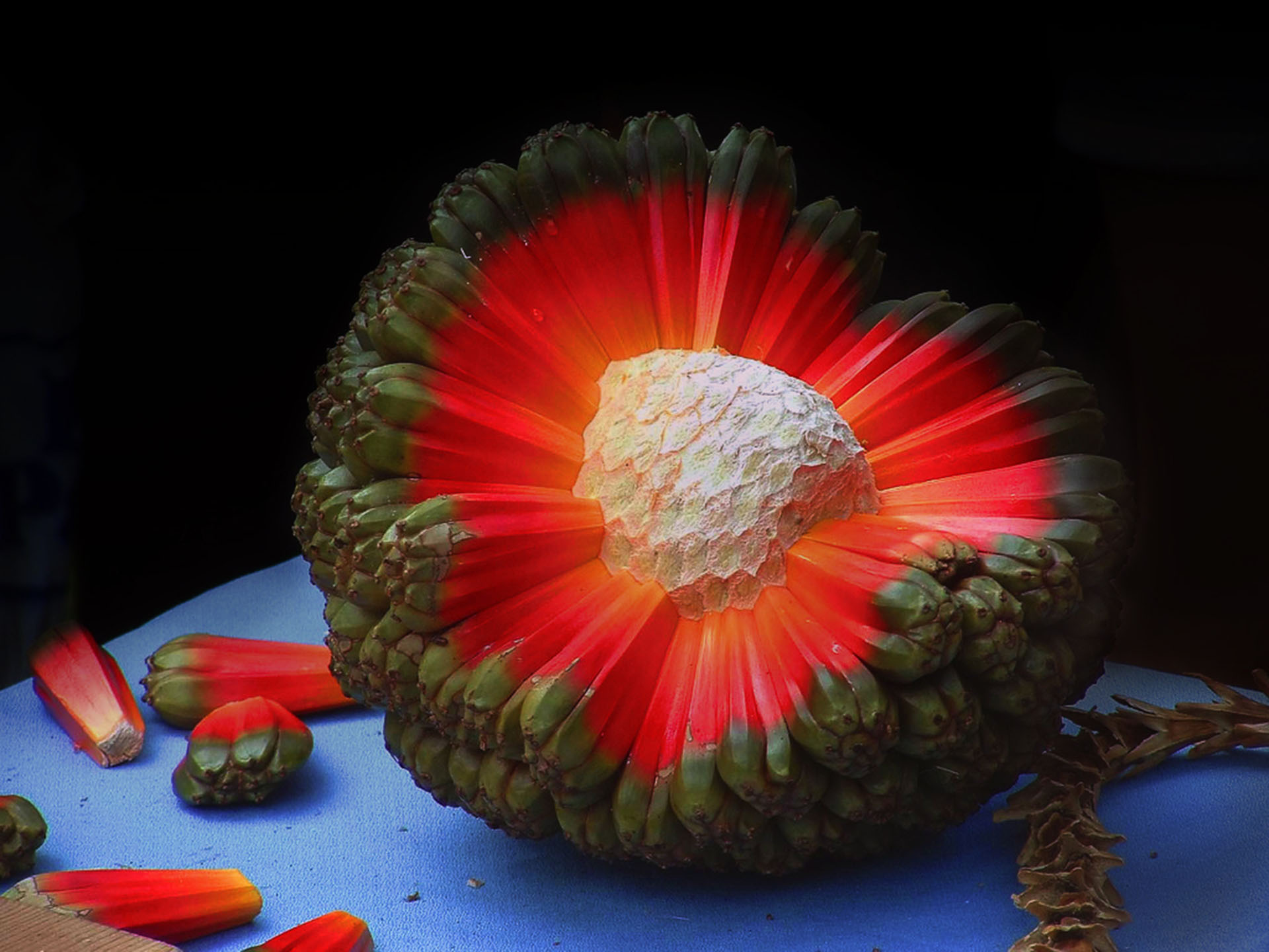 1920x1440, 294 Kb / фрукт, пухала