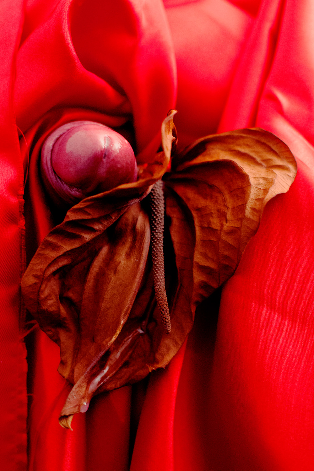 1000x1500, 588 Kb / цветок, фрукт, красный, лиловый