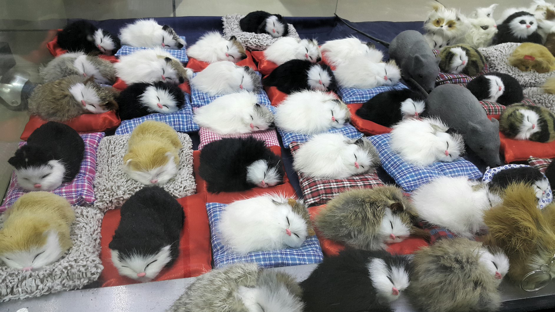 1885x1060, 559 Kb / коты, крысы, подушки, игрушки