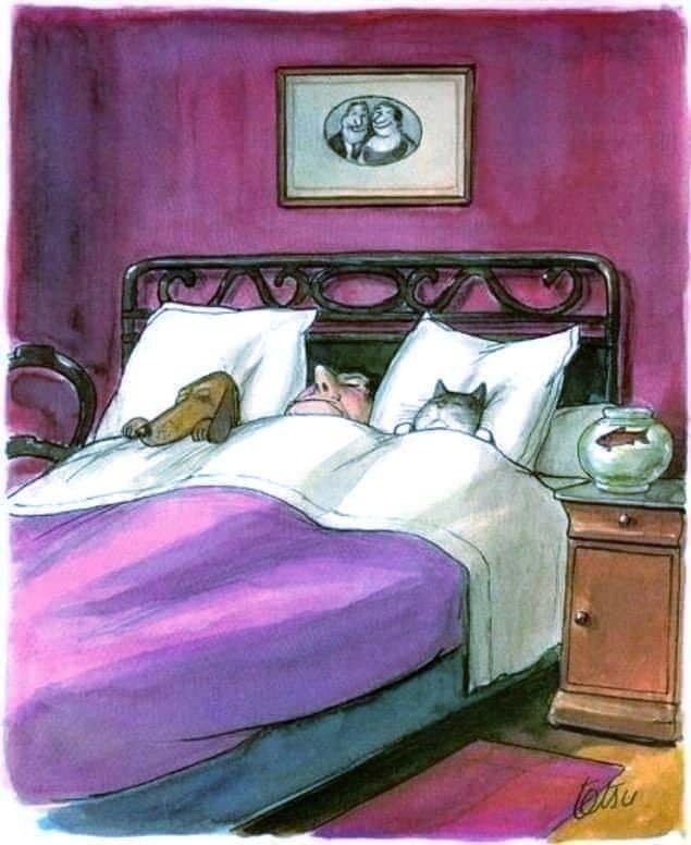 635x776, 109 Kb / кот, собака, кровать