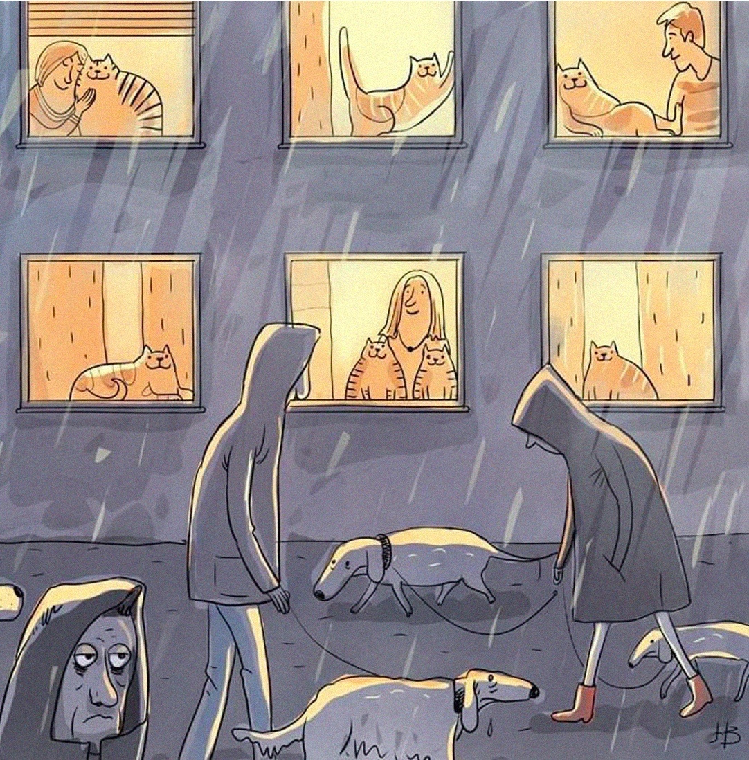 1082x1098, 595 Kb / коты, собаки, улица, прогулкА, дождь, погода, здание, окна, свет, тепло, холод