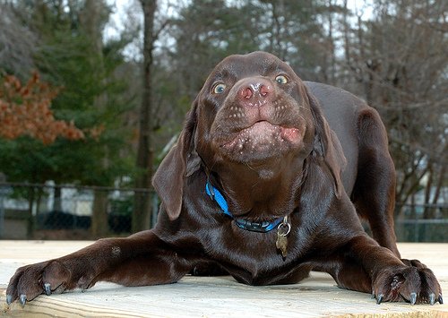 500x355, 47 Kb / собака, ёбнутая