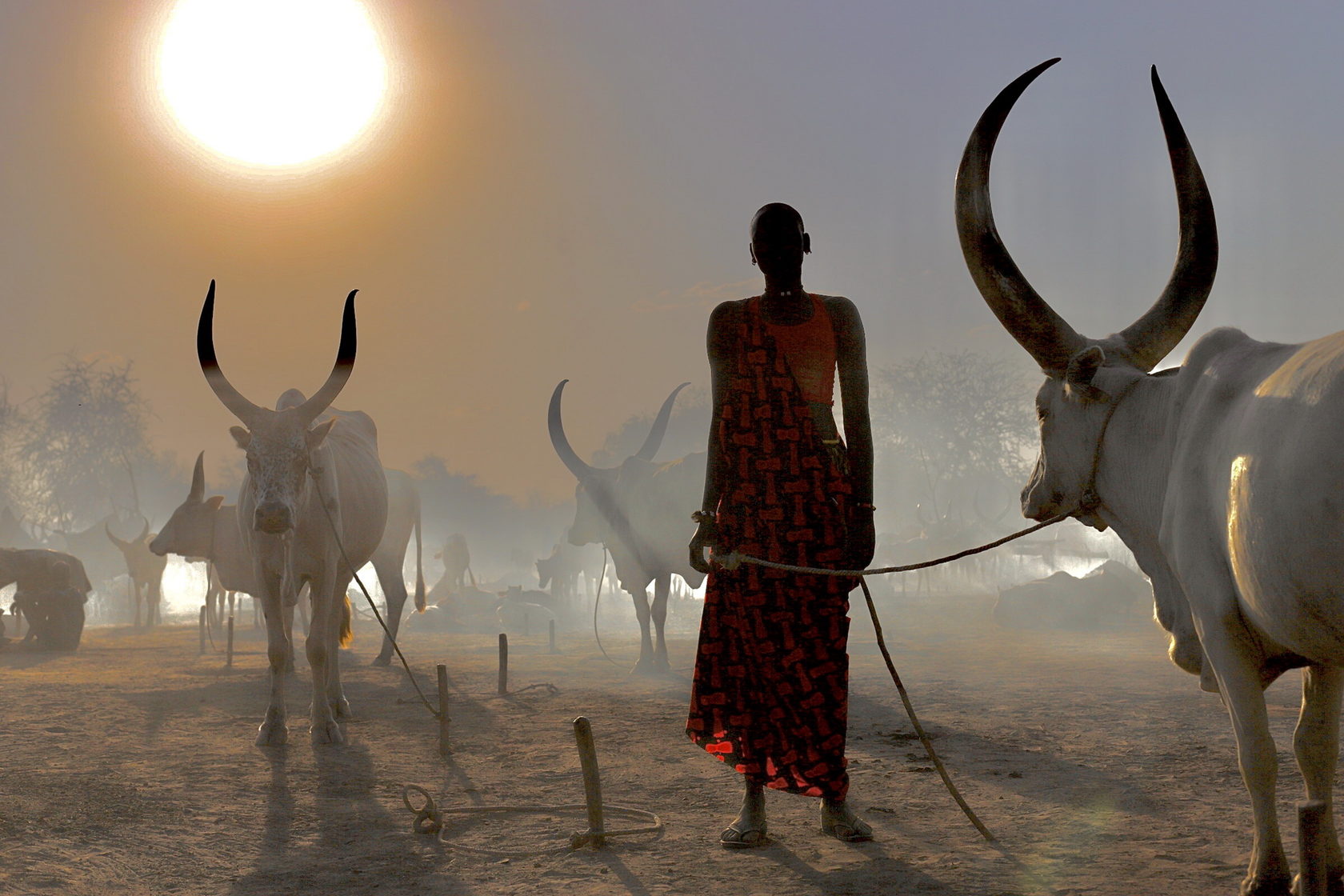 1680x1120, 237 Kb / коровы, рога, негр, пастух, солнце