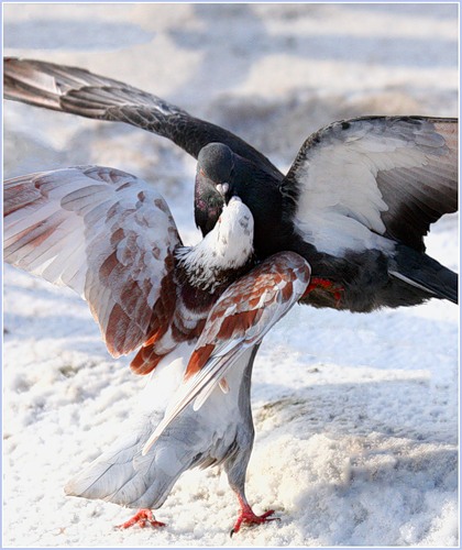 420x500, 63 Kb / птичка, любовь, кормёжка