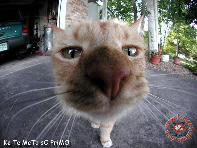 640x480, 69 Kb / кот, нос, гараж