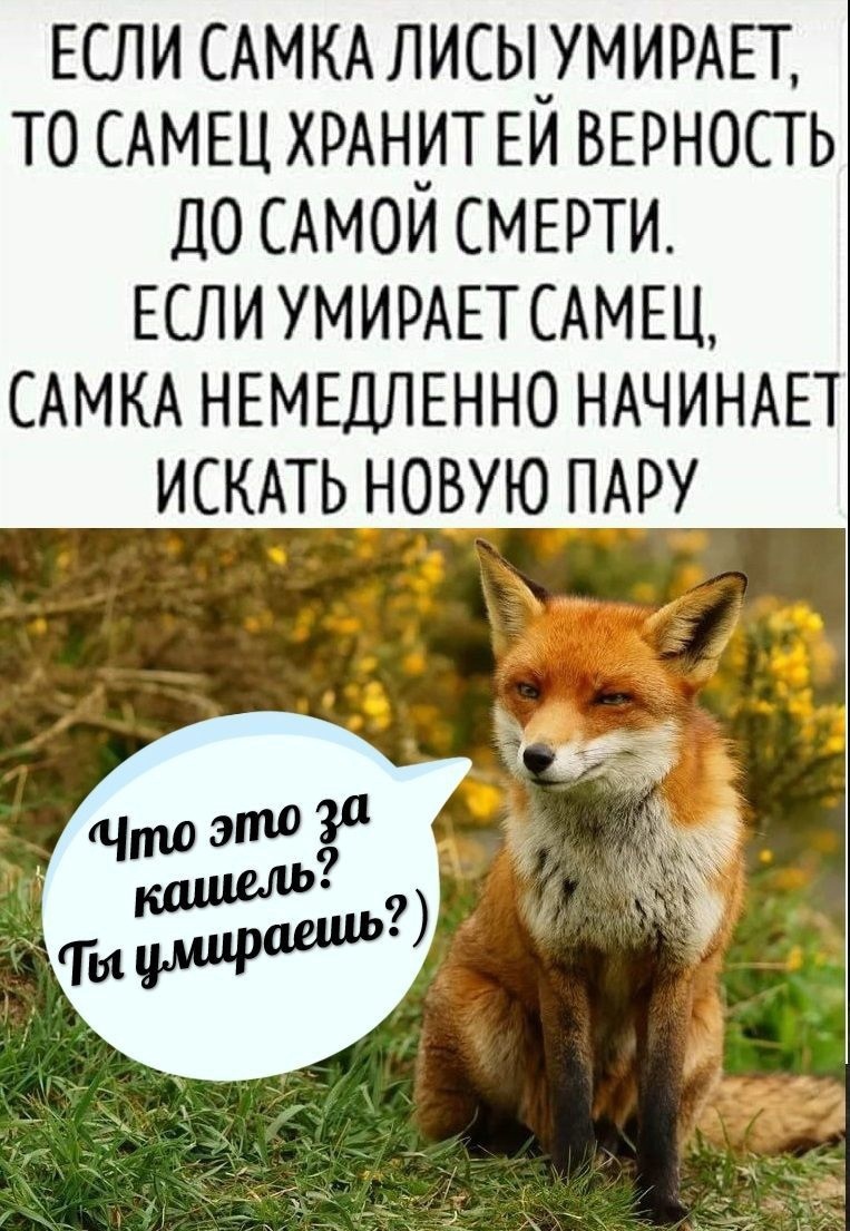 763x1105, 305 Kb / лиса, самка, самец, смерть