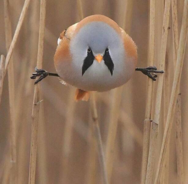 614x600, 29 Kb / Камыш, птица, усатая синица, шпагат