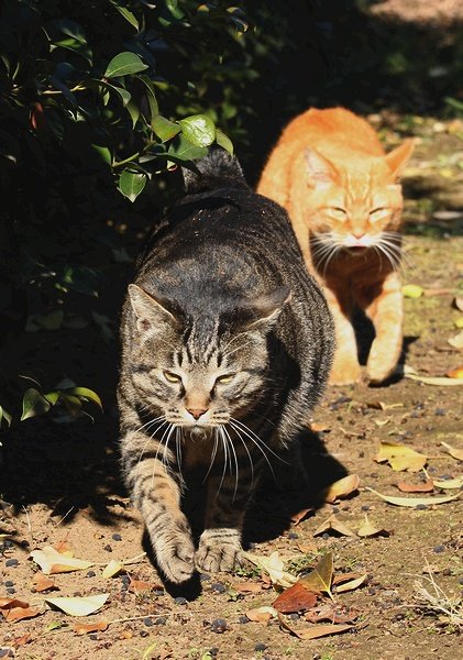 421x600, 81 Kb / коты, братва