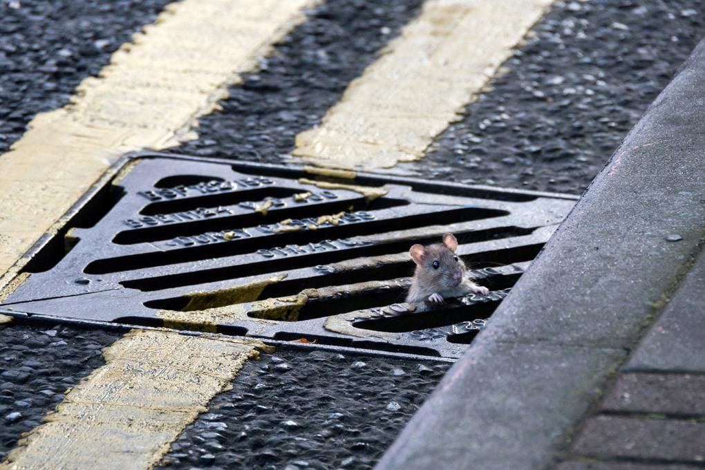 1020x680, 111 Kb / тротуар, сток, решетка, мышь