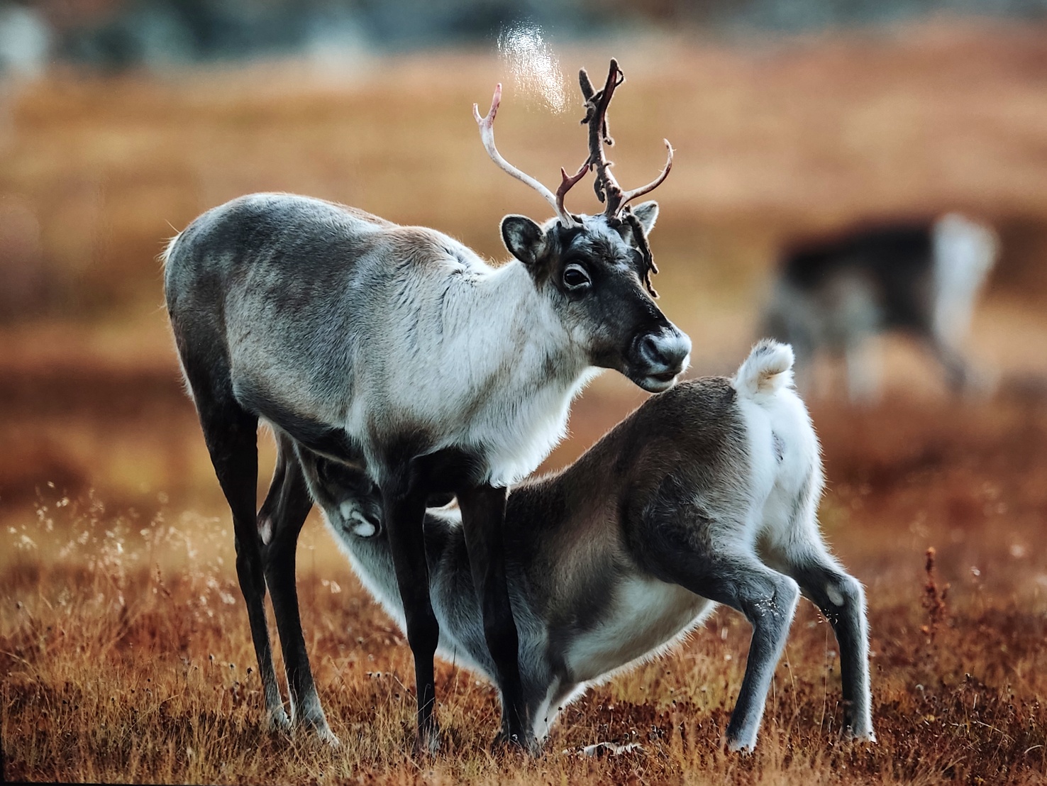 1476x1108, 553 Kb / олень, оленёнок, молоко