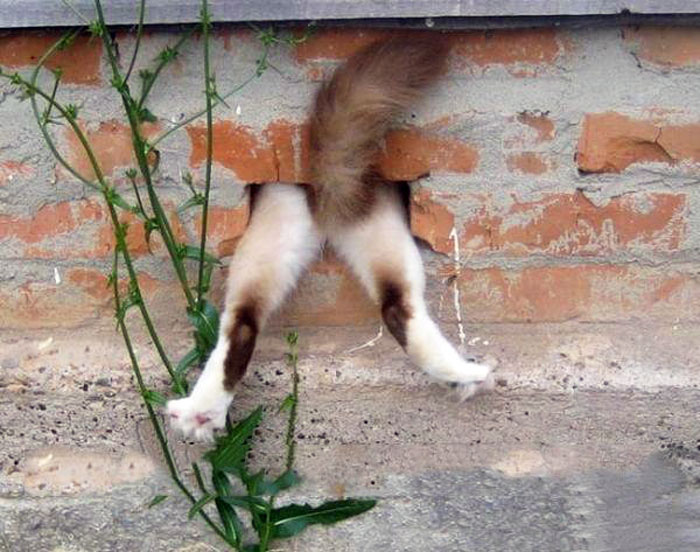 700x552, 97 Kb / стена, кирпич, кот, хвост, кошка