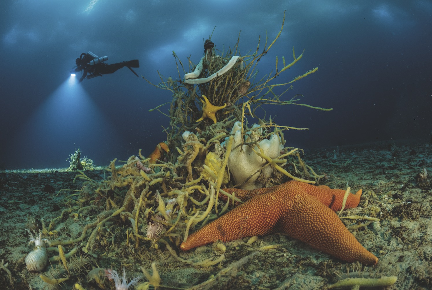 1494x1005, 395 Kb / под водой, дайвинг, морская звезда, моллюски, черви, коралл, дайвер