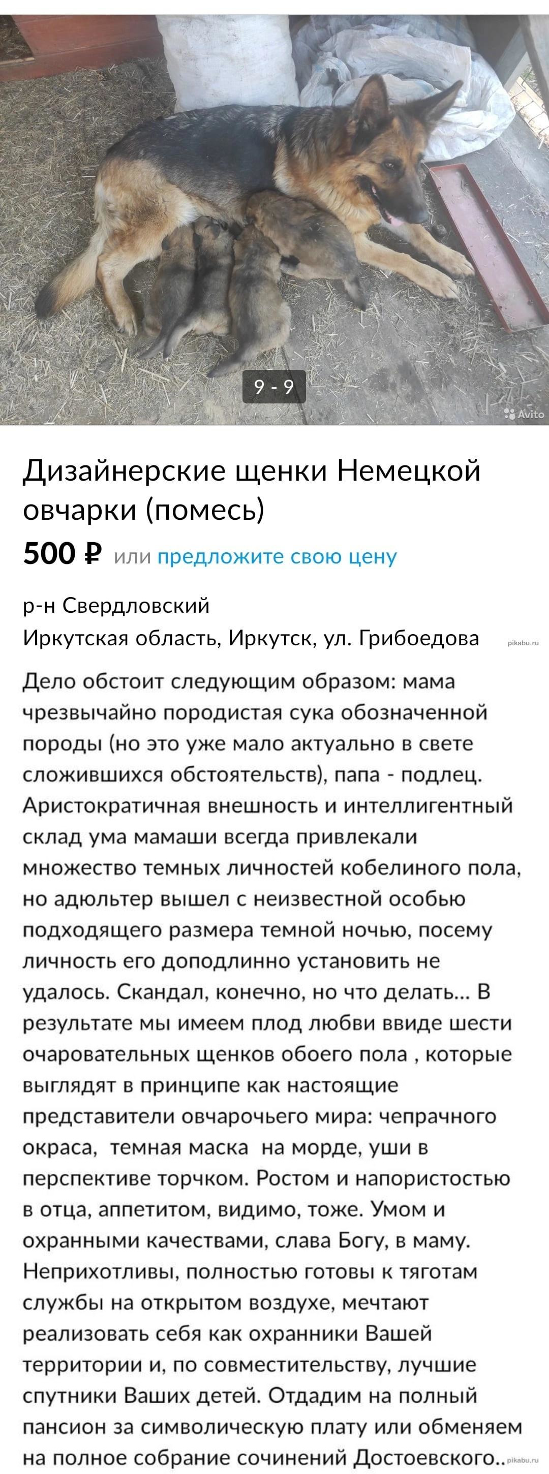 1080x2901, 617 Kb / Щенки, овчарка, обявление