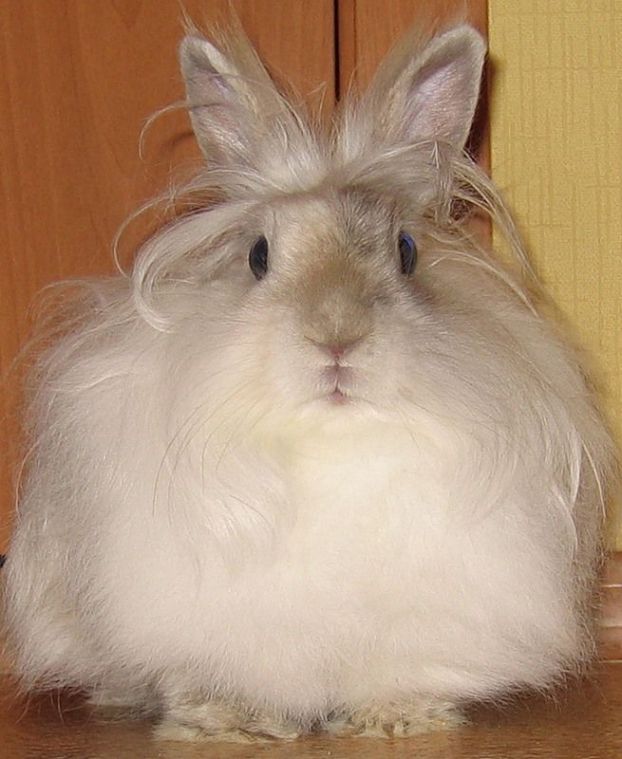 622x759, 65 Kb / кролик, лохматый