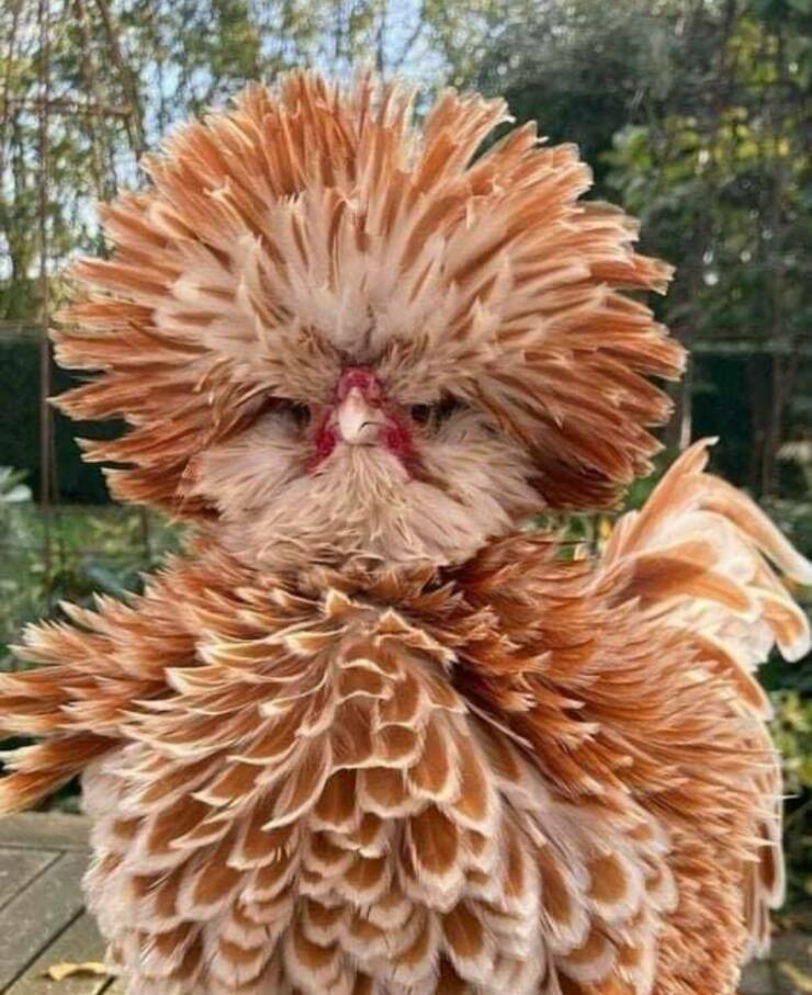 740x907, 95 Kb / Петух, курица, перья